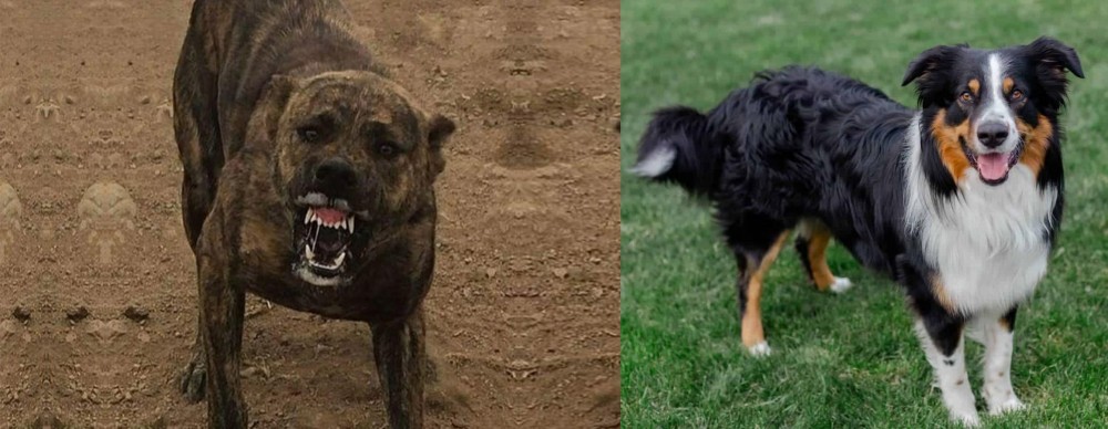 English Shepherd vs Dogo Sardesco - Breed Comparison
