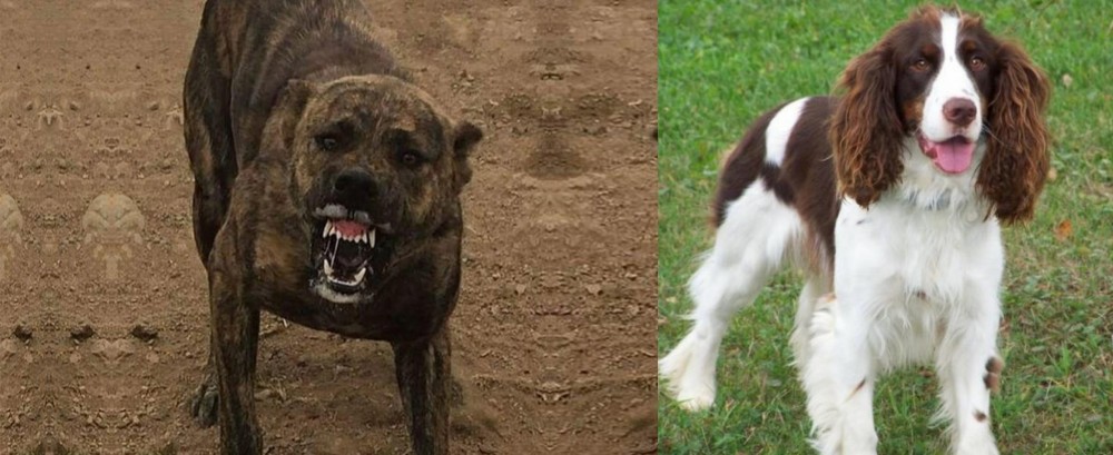 English Springer Spaniel vs Dogo Sardesco - Breed Comparison