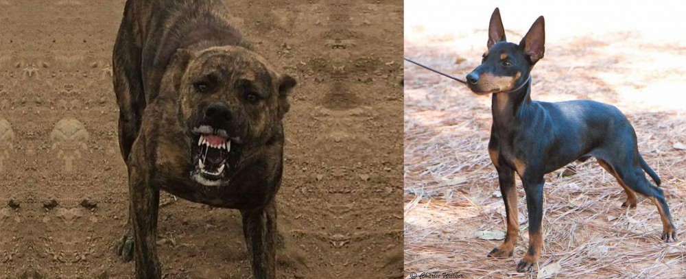 English Toy Terrier (Black & Tan) vs Dogo Sardesco - Breed Comparison