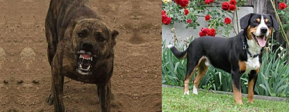 Entlebucher Mountain Dog vs Dogo Sardesco - Breed Comparison