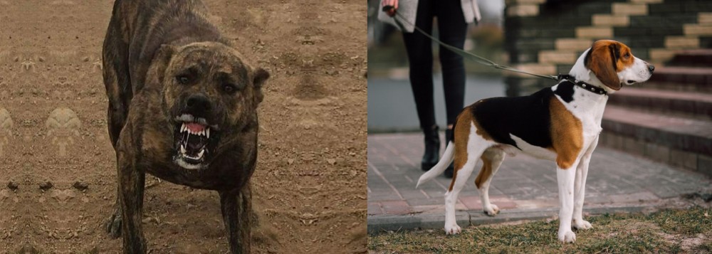 Estonian Hound vs Dogo Sardesco - Breed Comparison