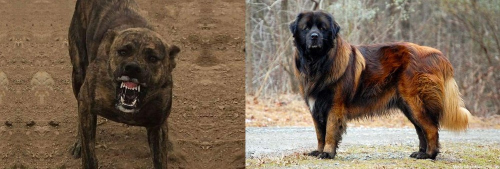 Estrela Mountain Dog vs Dogo Sardesco - Breed Comparison