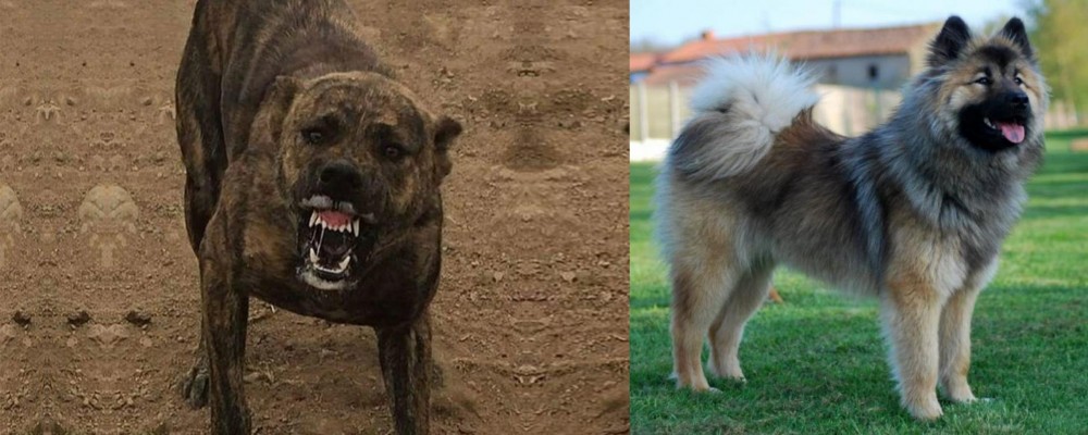 Eurasier vs Dogo Sardesco - Breed Comparison
