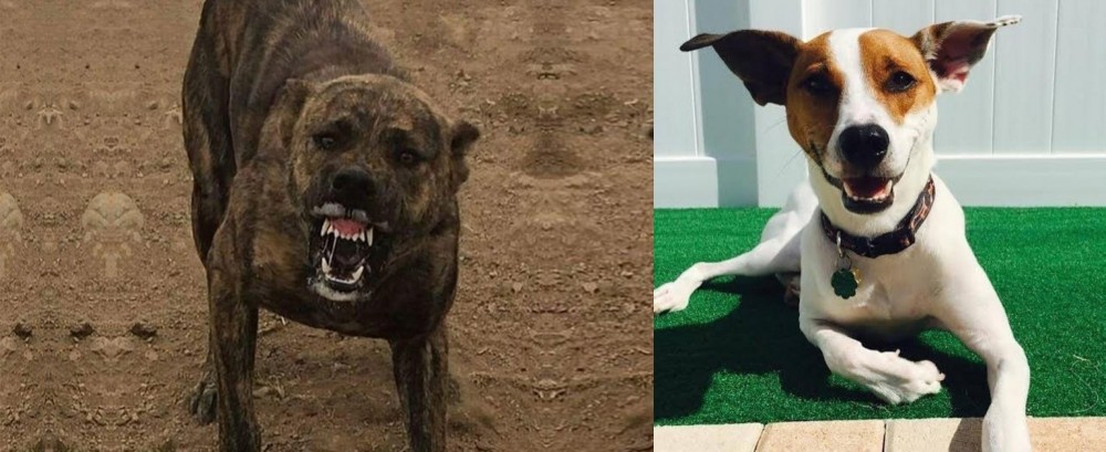 Feist vs Dogo Sardesco - Breed Comparison