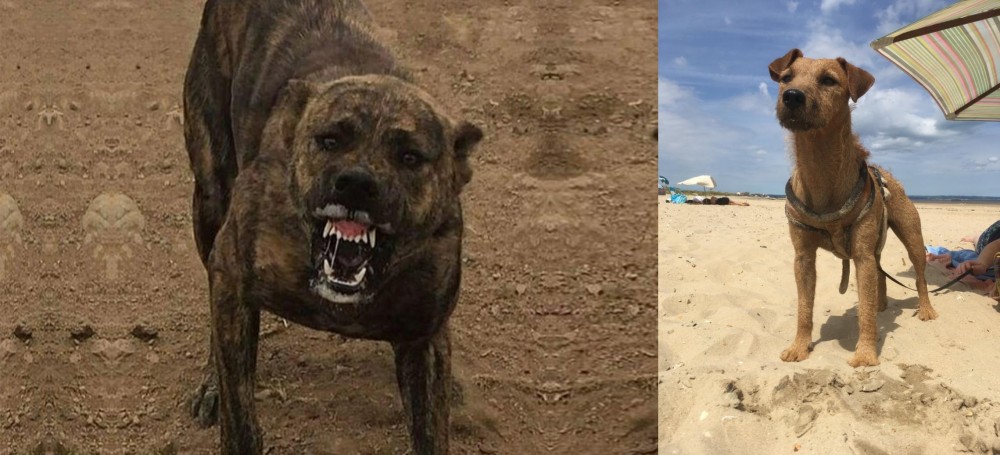 Fell Terrier vs Dogo Sardesco - Breed Comparison