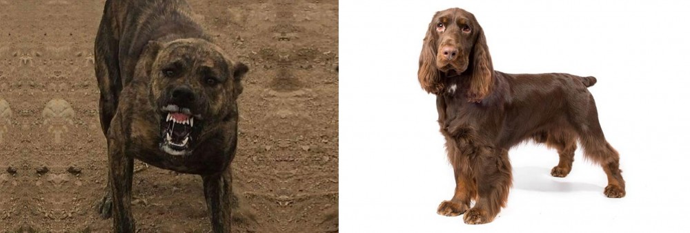 Field Spaniel vs Dogo Sardesco - Breed Comparison