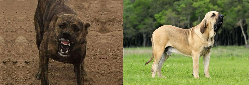 Fila Brasileiro vs Dogo Sardesco - Breed Comparison