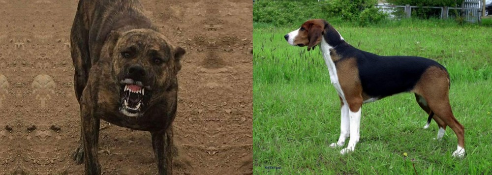 Finnish Hound vs Dogo Sardesco - Breed Comparison