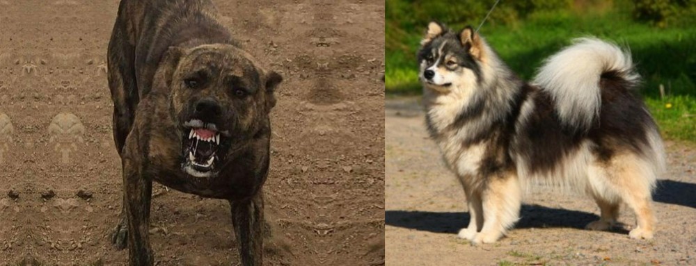 Finnish Lapphund vs Dogo Sardesco - Breed Comparison
