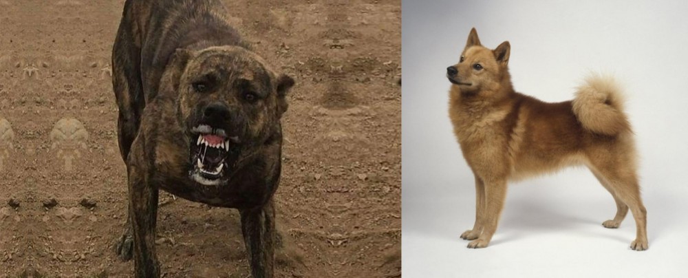 Finnish Spitz vs Dogo Sardesco - Breed Comparison