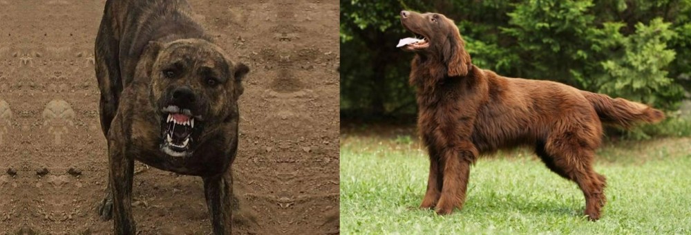Flat-Coated Retriever vs Dogo Sardesco - Breed Comparison