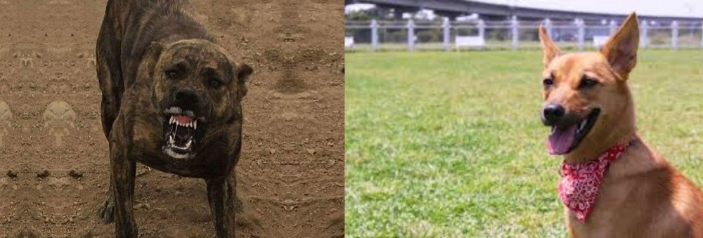 Formosan Mountain Dog vs Dogo Sardesco - Breed Comparison