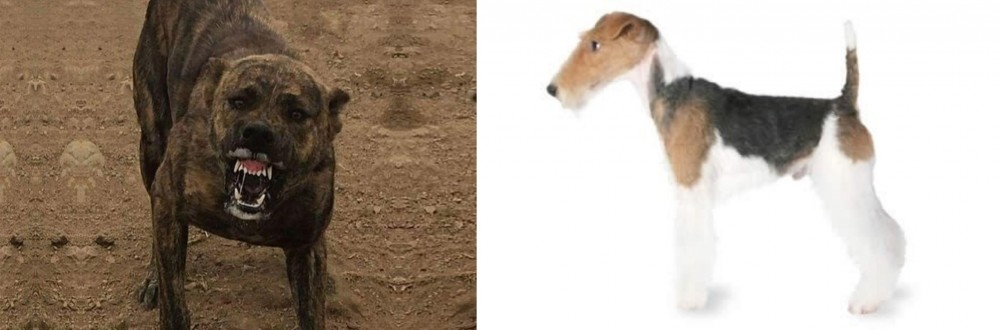 Fox Terrier vs Dogo Sardesco - Breed Comparison