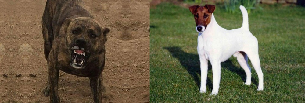 Fox Terrier (Smooth) vs Dogo Sardesco - Breed Comparison