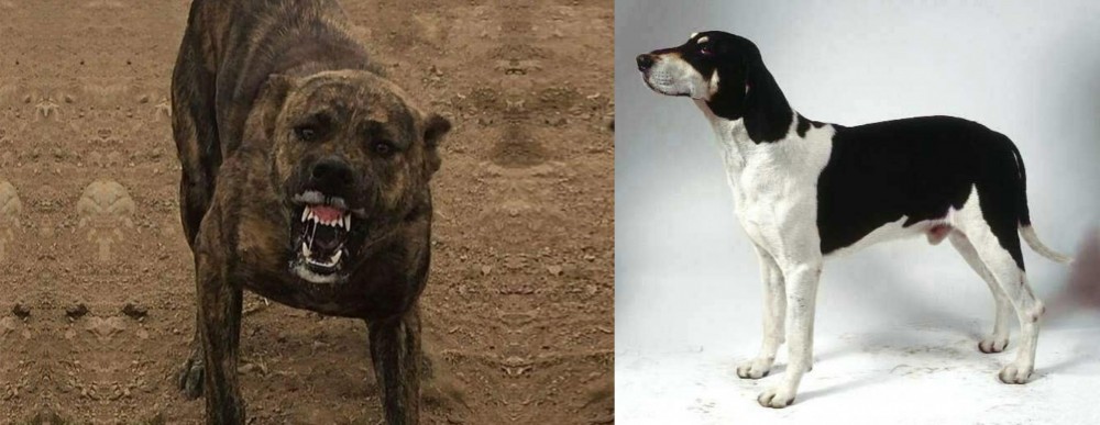 Francais Blanc et Noir vs Dogo Sardesco - Breed Comparison