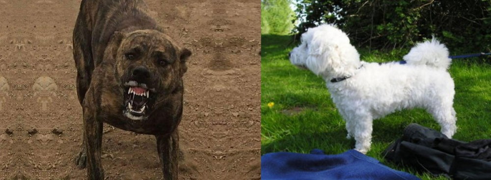 Franzuskaya Bolonka vs Dogo Sardesco - Breed Comparison