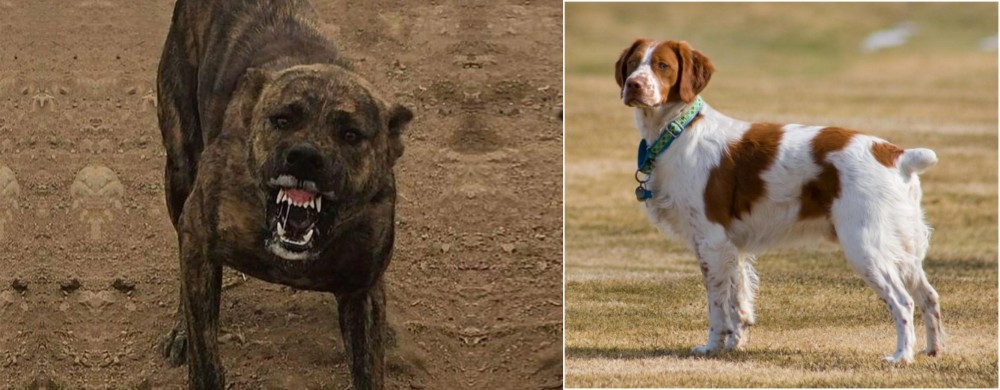 French Brittany vs Dogo Sardesco - Breed Comparison