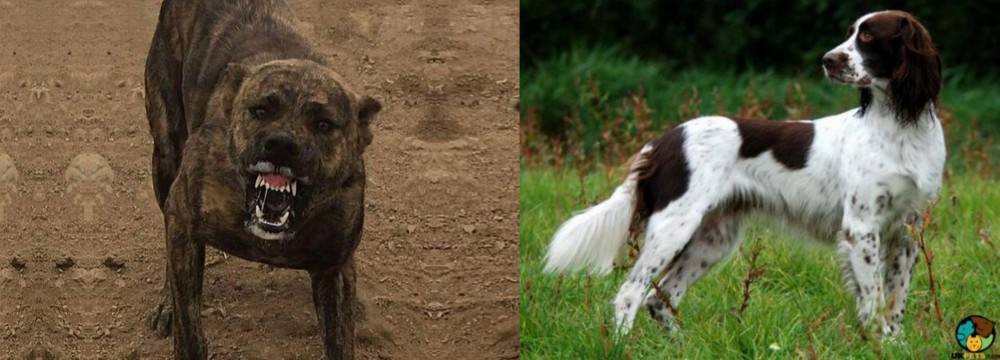 French Spaniel vs Dogo Sardesco - Breed Comparison