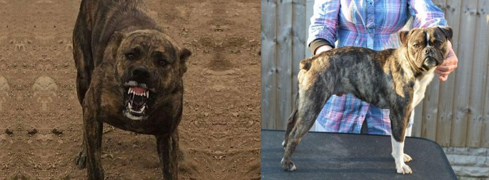 Fruggle vs Dogo Sardesco - Breed Comparison