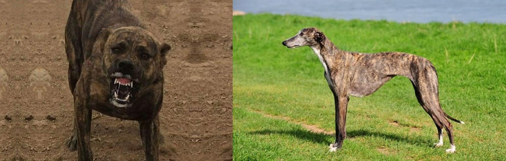 Galgo Espanol vs Dogo Sardesco - Breed Comparison