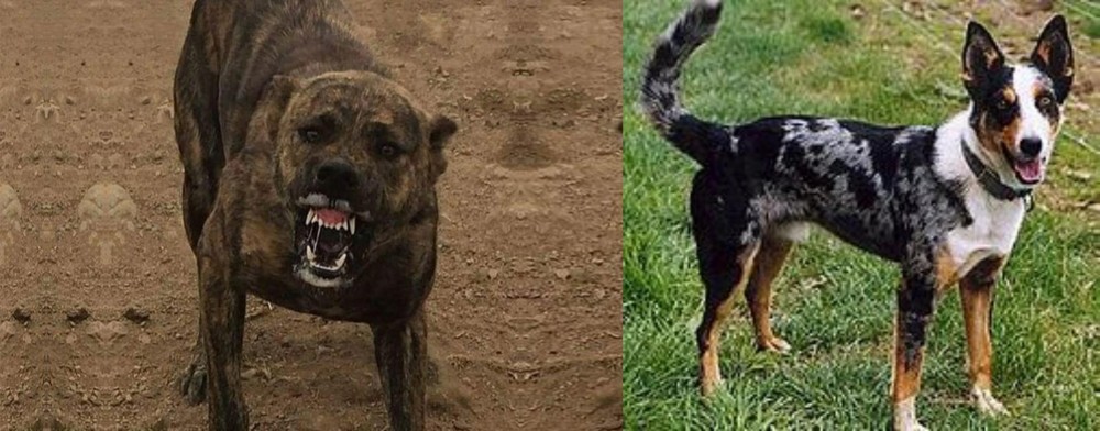 German Coolie vs Dogo Sardesco - Breed Comparison