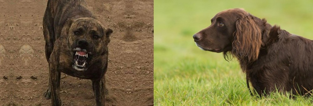 German Longhaired Pointer vs Dogo Sardesco - Breed Comparison