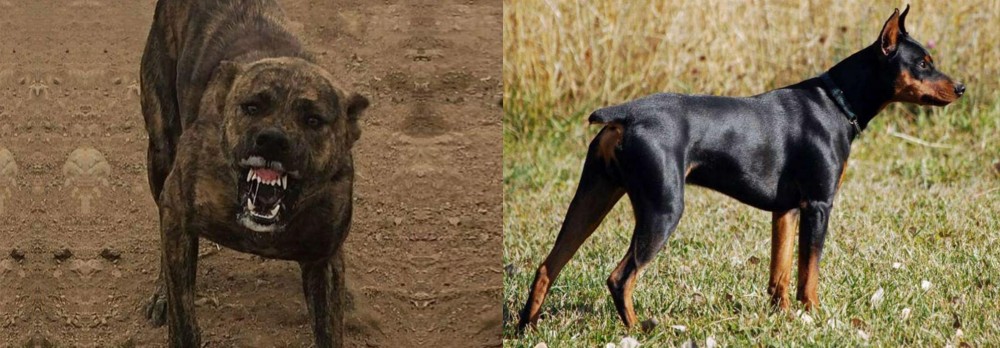 German Pinscher vs Dogo Sardesco - Breed Comparison