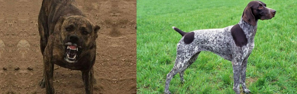 German Shorthaired Pointer vs Dogo Sardesco - Breed Comparison