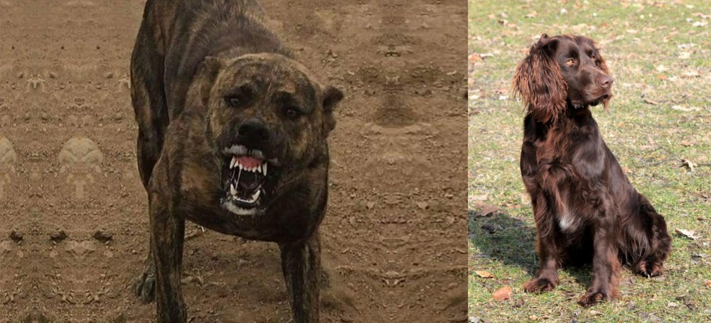 German Spaniel vs Dogo Sardesco - Breed Comparison