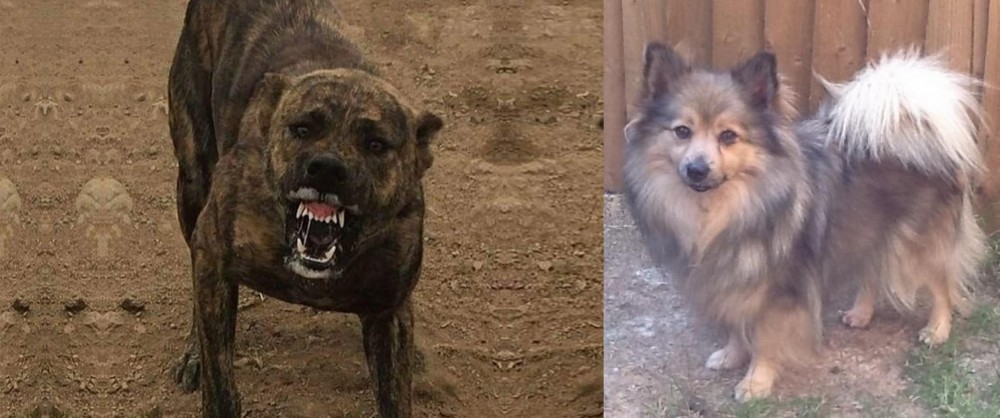 German Spitz (Mittel) vs Dogo Sardesco - Breed Comparison