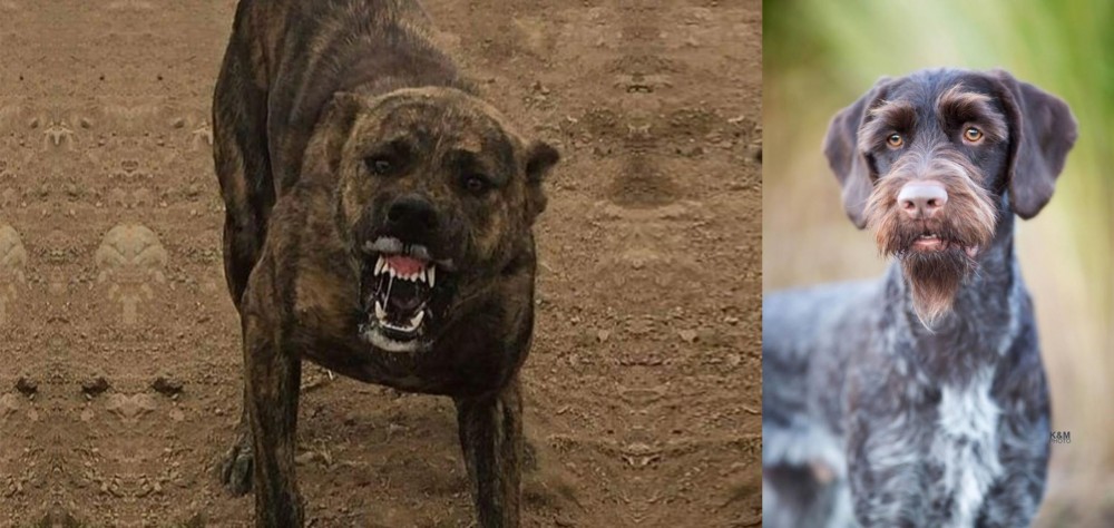 German Wirehaired Pointer vs Dogo Sardesco - Breed Comparison