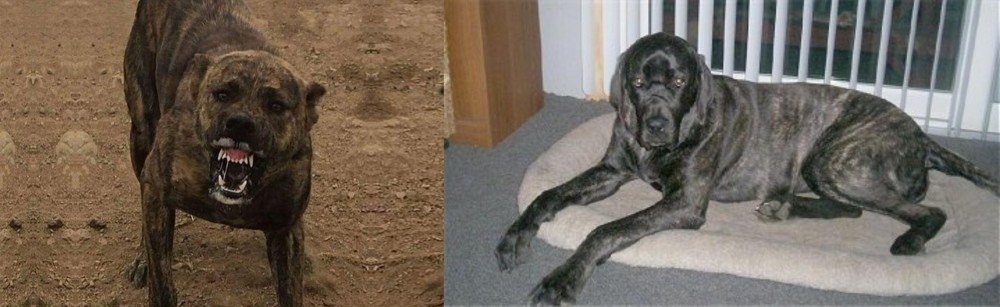 Giant Maso Mastiff vs Dogo Sardesco - Breed Comparison