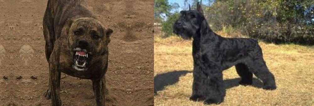 Giant Schnauzer vs Dogo Sardesco - Breed Comparison