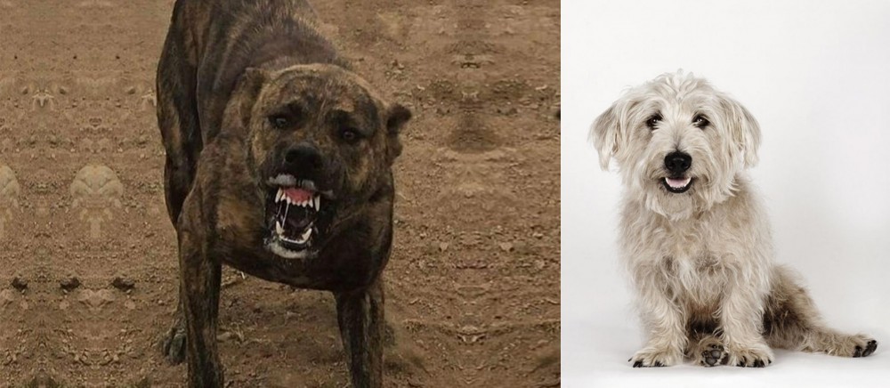 Glen of Imaal Terrier vs Dogo Sardesco - Breed Comparison