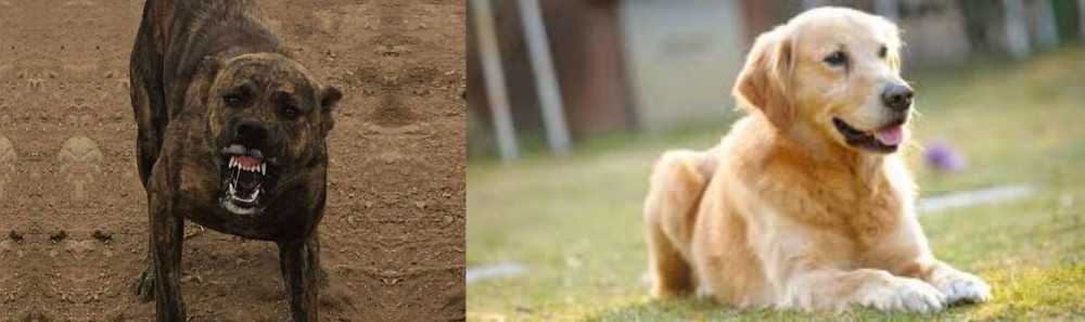 Goldador vs Dogo Sardesco - Breed Comparison