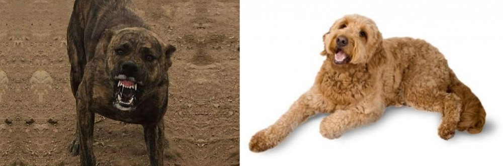 Golden Doodle vs Dogo Sardesco - Breed Comparison