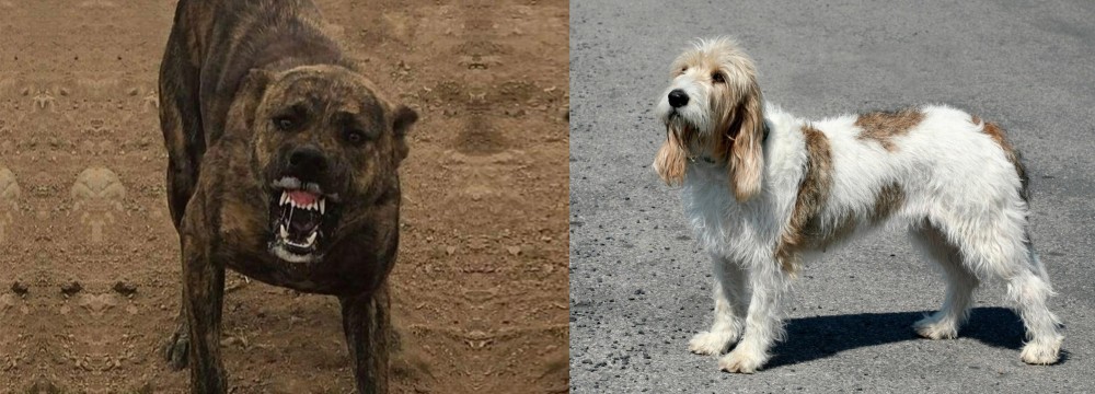 Grand Basset Griffon Vendeen vs Dogo Sardesco - Breed Comparison