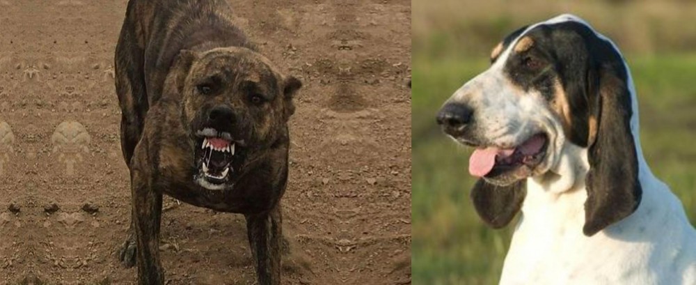 Grand Gascon Saintongeois vs Dogo Sardesco - Breed Comparison