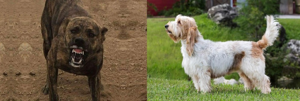 Grand Griffon Vendeen vs Dogo Sardesco - Breed Comparison