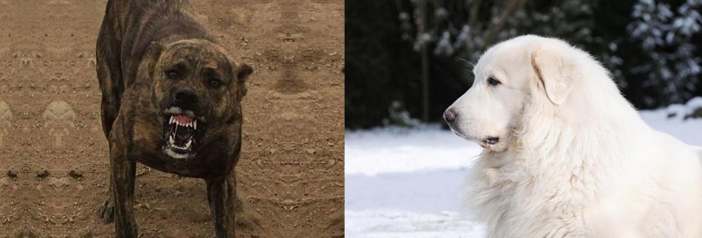 Great Pyrenees vs Dogo Sardesco - Breed Comparison