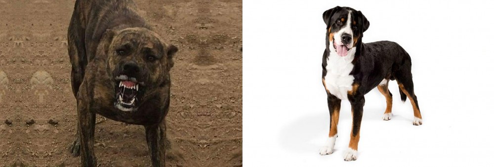 Greater Swiss Mountain Dog vs Dogo Sardesco - Breed Comparison