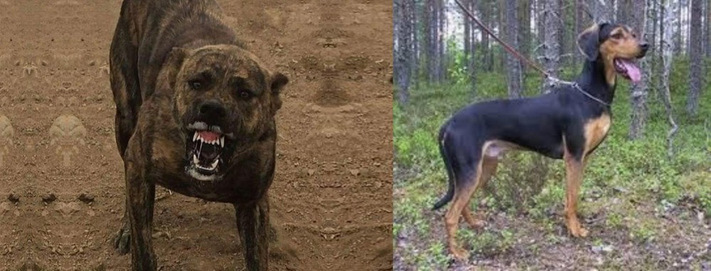 Greek Harehound vs Dogo Sardesco - Breed Comparison