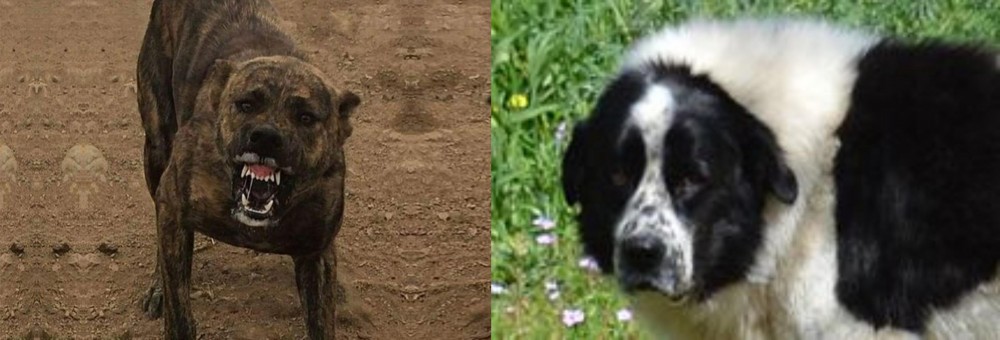 Greek Sheepdog vs Dogo Sardesco - Breed Comparison