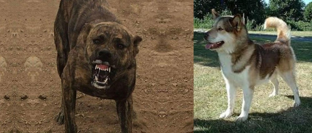 Greenland Dog vs Dogo Sardesco - Breed Comparison