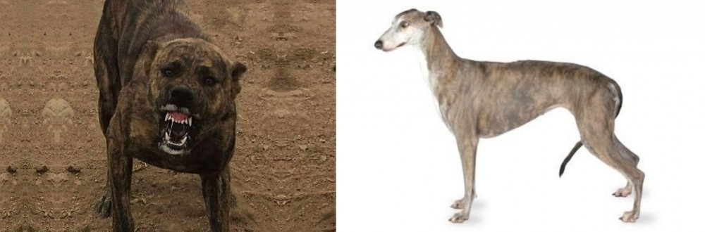 Greyhound vs Dogo Sardesco - Breed Comparison
