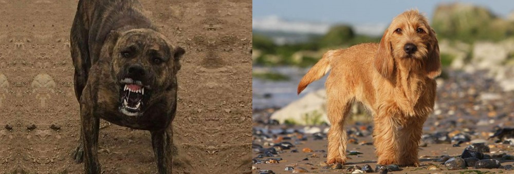 Griffon Fauve de Bretagne vs Dogo Sardesco - Breed Comparison