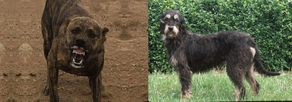 Griffon Nivernais vs Dogo Sardesco - Breed Comparison