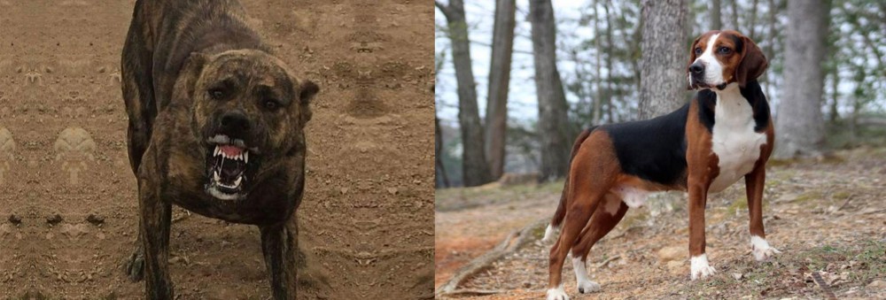 Hamiltonstovare vs Dogo Sardesco - Breed Comparison