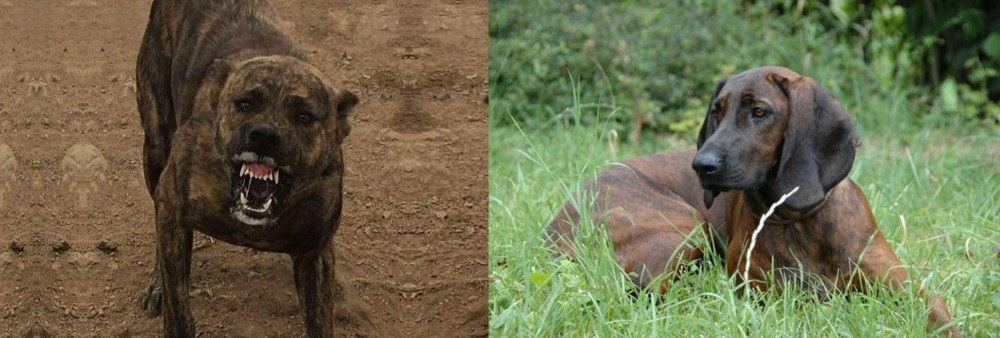 Hanover Hound vs Dogo Sardesco - Breed Comparison