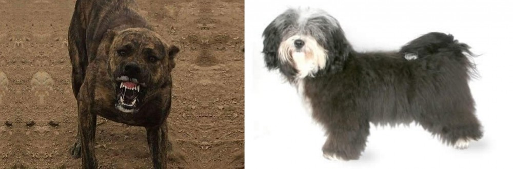 Havanese vs Dogo Sardesco - Breed Comparison